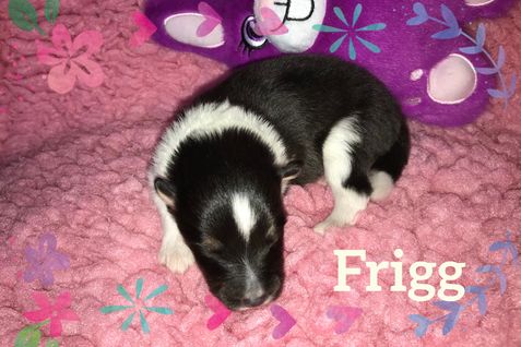 Frigg 1 uge.