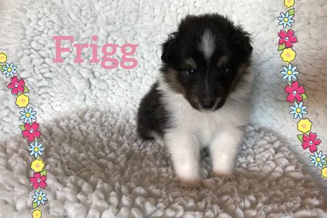 Frigg 4 uger er super sød og kærlig.