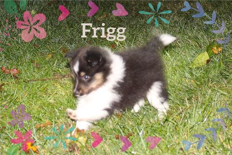 Frigg 6½ uge på aftentur i pandelampens skær.