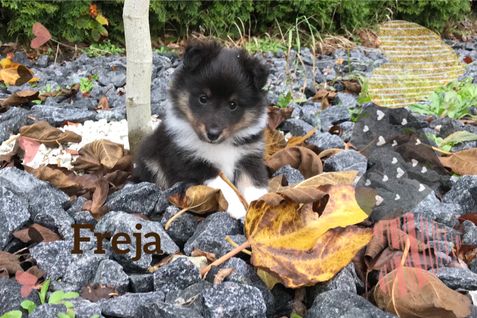 Freja 6 uger og fuld af personlighed.