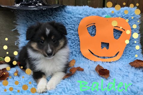 Balder 7 uger og helt tryg ved Halloween.