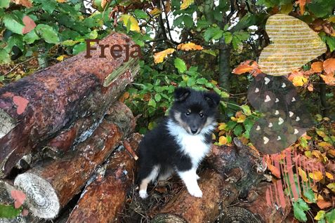 Freja 8 uger.