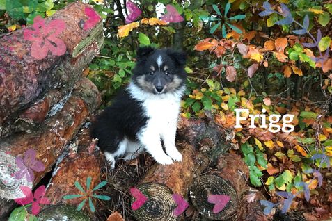 Frigg 8 uger.