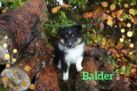 Balder 8 uger.
