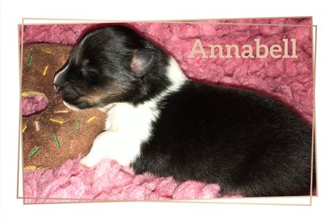 Annabell 1 uge.