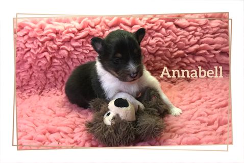Annabell 2 uger.
