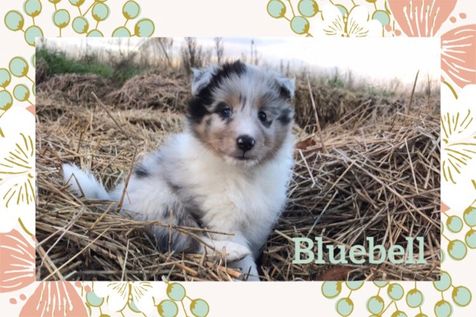 Bluebell 6 uger.