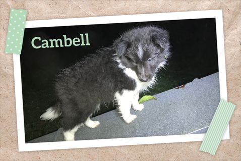 Cambell 7 uger.
