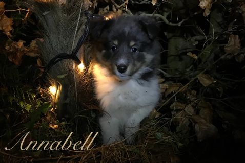 Annabell 8 uger.