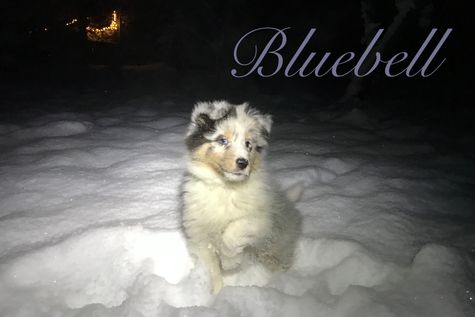 Bluebell 9 uger.