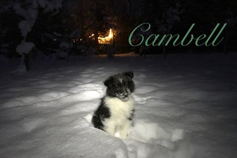 Cambell 9 uger.