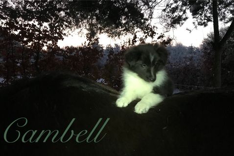 Cambell 10 uger.