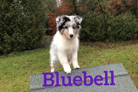 Bluebell 13 uger.