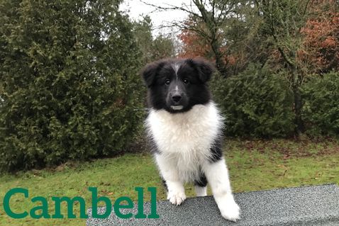 Cambell 13 uger.