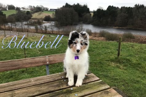 Bluebell 15 uger.