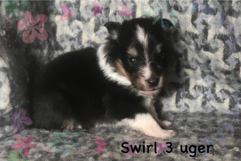 Det er nu tydeligt, at Swirl ligner sin mor, som er en lille Sheltie.