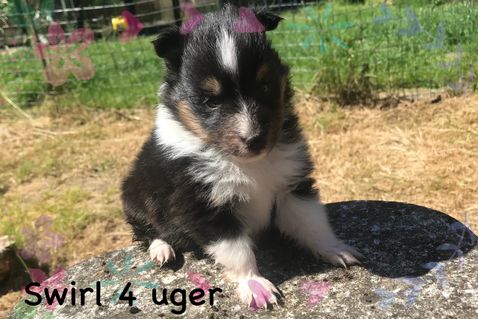 Swirl er altid klar til at udforske og kravle på/over ting.