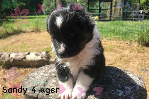 Sandy går ikke af vejen for en lille slåskamp med hendes halvbrødre.