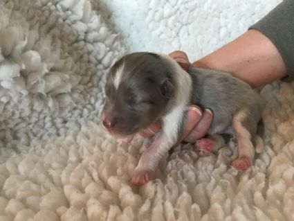 Fin bluemerle dreng på 233 gram.