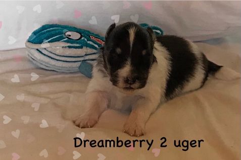 Dreamberry med sin fine bamse.