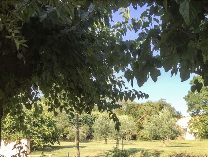 La charrette à l'ombre des muriers---The barrow under the Mulberry tree---Der Karren im Schatten der Maulbeerbaum
