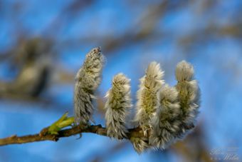 Frühling is coming ...