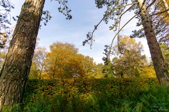 Herbst auf dem Ohlsdorfer Friedhof_HH (05)