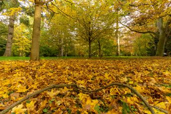 Herbst auf dem Ohlsdorfer Friedhof_HH (08)