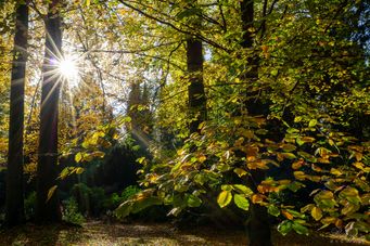 Herbst auf dem Ohlsdorfer Friedhof_HH (32)