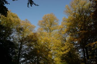 Herbst auf dem Ohlsdorfer Friedhof_HH (35)