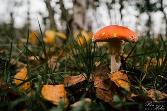 Pilze im Moor (07)_2022