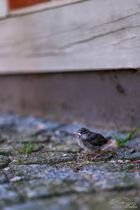 2024-07-20_Lauenburg/Elbe