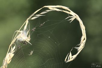 Speisekammer einer Spinne