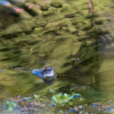 Moorfrosch in der Paarungszeit 🐸