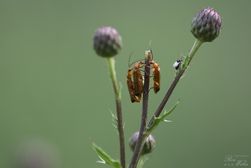 Käfer im Tävsmoor (01)