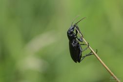 Käfer im Tävsmoor (06)