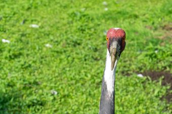 Vogelpark Niendorf (05)