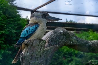 Vogelpark Niendorf (08)