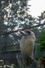 Vogelpark Niendorf (09)