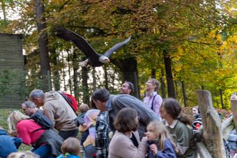 Weißkopfseeadler