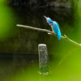 Der Eisvogel_04