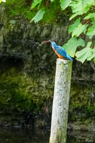 Der Eisvogel_06