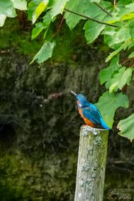 Der Eisvogel_08