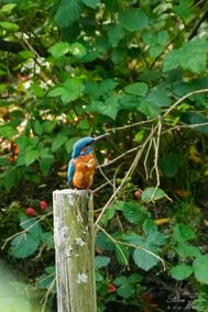 Der Eisvogel_14