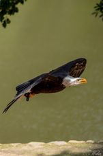Weißkopfseeadler Molly