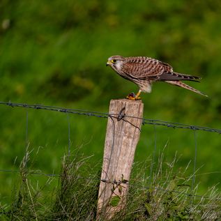 Klasse: Vögel / Gattung: Falken / Name: Falco