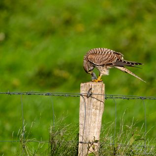 Klasse: Vögel / Gattung: Falken / Name: Falco