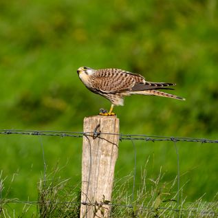 Klasse: Vögel / Gattung: Falken / Name: Falco