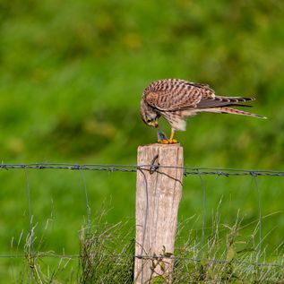 Klasse: Vögel / Gattung: Falken / Name: Falco