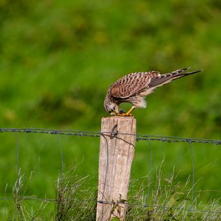 Klasse: Vögel / Gattung: Falken / Name: Falco